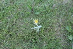Tragopogon dubius