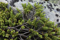 Veronica buchananii