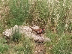 Phasianus colchicus