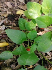 Lycianthes lenta