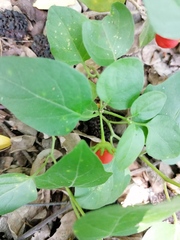 Lycianthes lenta