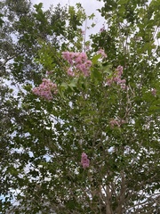 Lagerstroemia indica