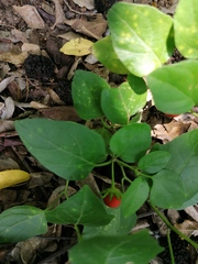 Lycianthes lenta