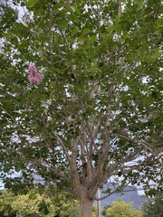 Lagerstroemia indica
