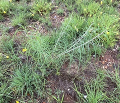 Asclepias engelmanniana
