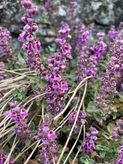 Teucrium salviastrum