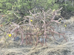 Cylindropuntia thurberi