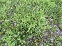 Asclepias engelmanniana