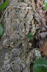 Trametes versicolor image