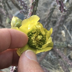 Cylindropuntia thurberi