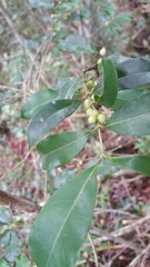 Saldinia proboscidea