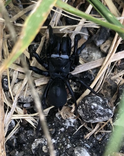 Black Purseweb Spider photo 2