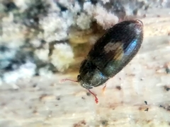 Biphyllus lunatus