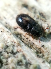 Biphyllus lunatus