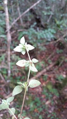 Otiophora pauciflora
