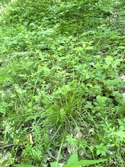 Carex debilis debilis