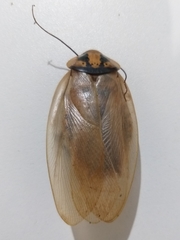 Eublaberus distanti