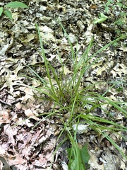 Carex debilis debilis