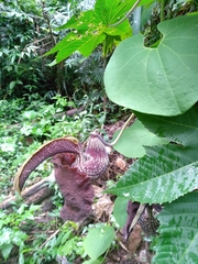 Aristolochia galeata