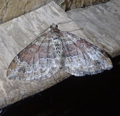 Xanthorhoe spadicearia