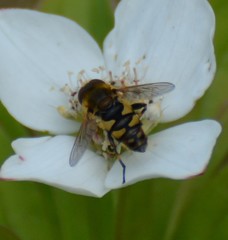 Parhelophilus obsoletus