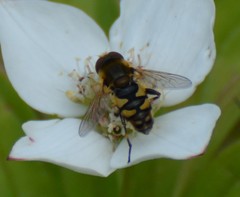 Parhelophilus obsoletus