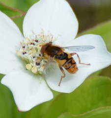Parhelophilus obsoletus