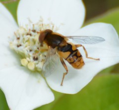 Parhelophilus obsoletus