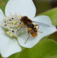 Parhelophilus obsoletus
