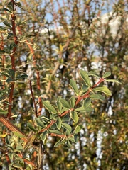 Berberis ilicifolia