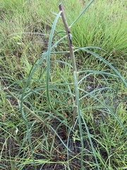 Asclepias engelmanniana