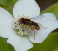 Parhelophilus obsoletus