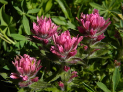 Castilleja parviflora olympica