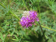 Dalea compacta