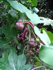Aristolochia galeata