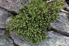 Veronica buchananii