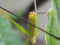 Obolopteryx catinata
