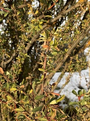 Berberis ilicifolia