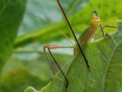 Obolopteryx catinata