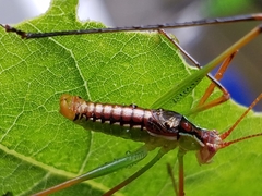 Obolopteryx catinata