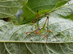 Obolopteryx catinata