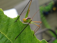 Obolopteryx catinata