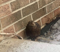 Coturnix