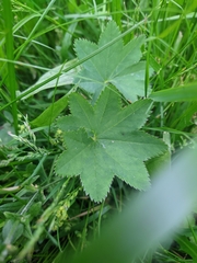Alchemilla tichomirovii