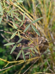 Indigofera psoraloides