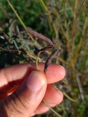 Indigofera psoraloides