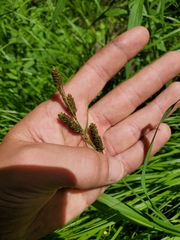 Carex shortiana