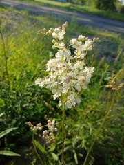 Filipendula vulgaris