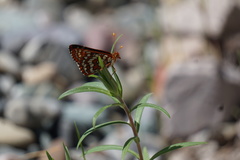 Euphydryas editha
