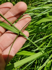 Carex shortiana